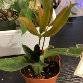 Photo of the plant species Ball's Medinilla by @VitalRhubarb39 named Harper on Greg, the plant care app