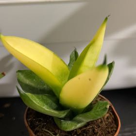 Photo of the plant species Sansevieria by @VitalRhubarb39 named Golden child on Greg, the plant care app