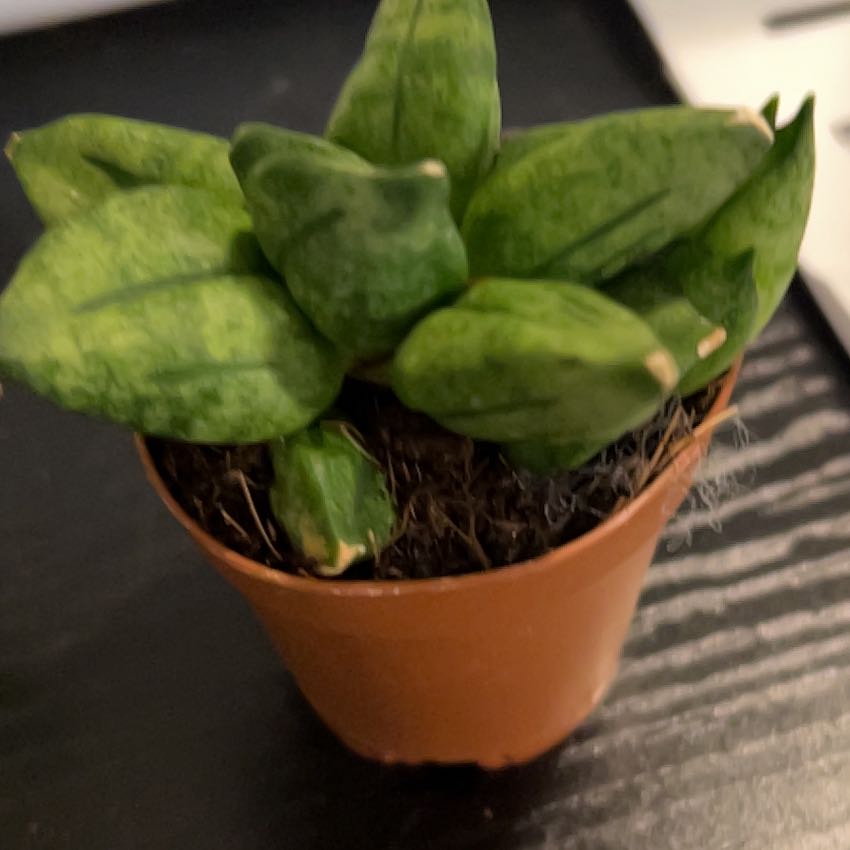 Photo of the plant species Sansevieria by @VitalRhubarb39 named Pyramid on Greg, the plant care app