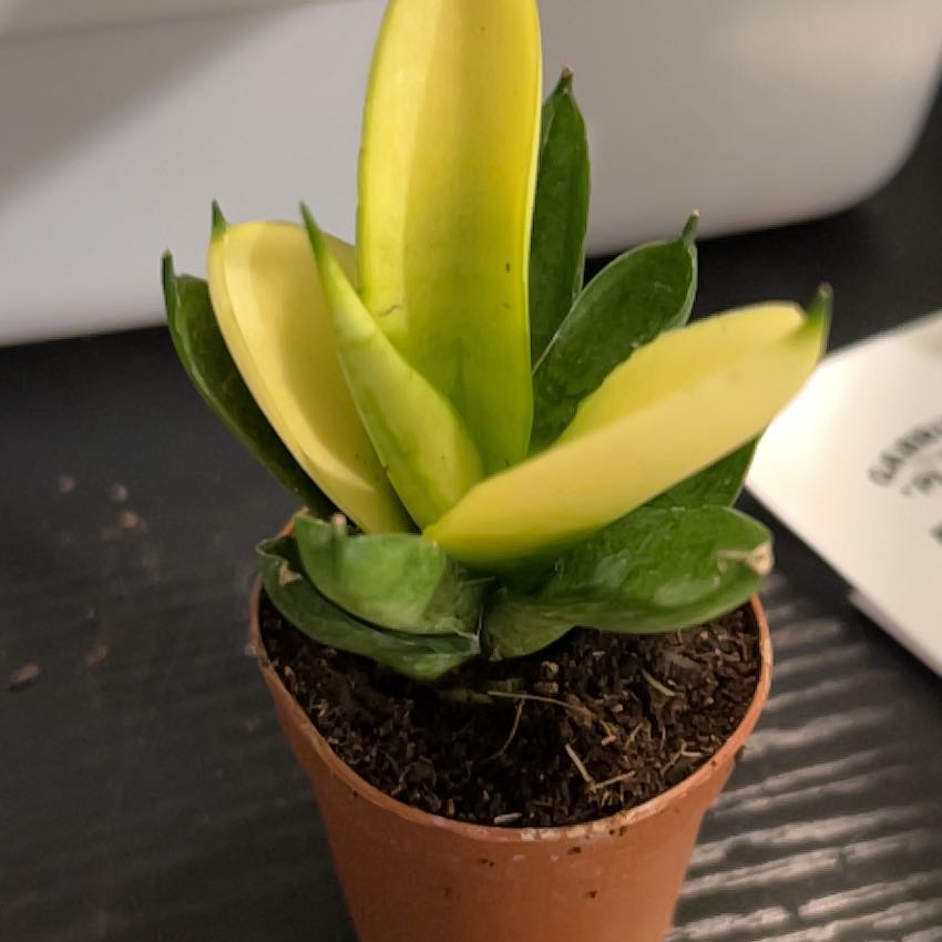 Photo of the plant species Sansevieria by @VitalRhubarb39 named Prince on Greg, the plant care app
