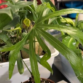 Photo of the plant species Anthurium Fingers by @VitalRhubarb39 named Dr T on Greg, the plant care app