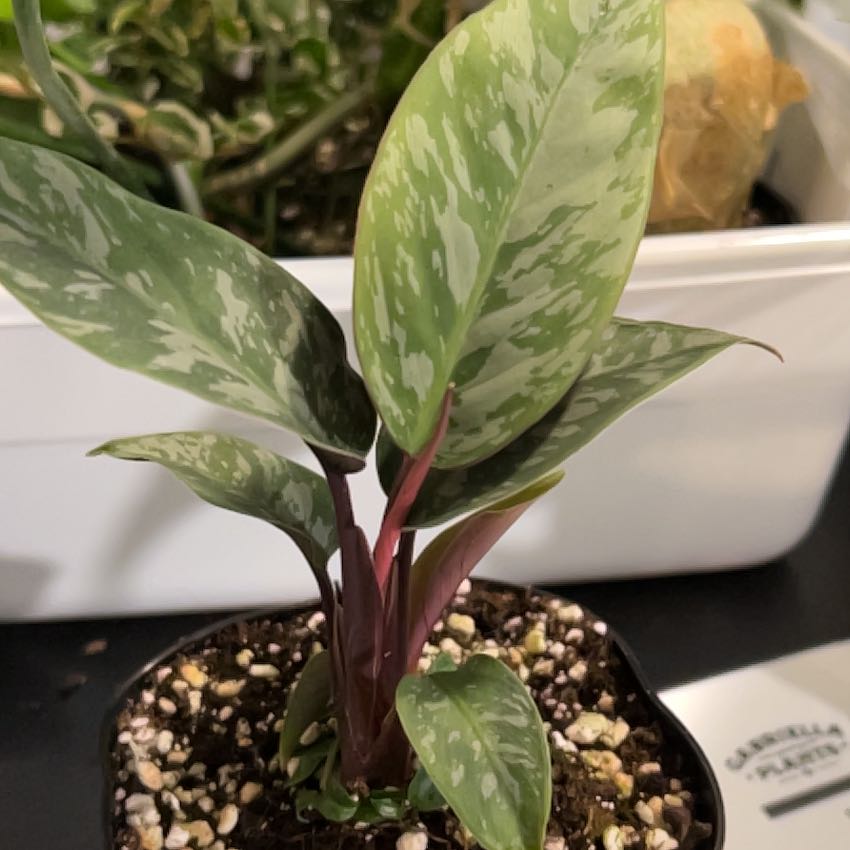 Photo of the plant species Apoballis acuminatissima 'Lavallaei' by @VitalRhubarb39 named Apollo on Greg, the plant care app