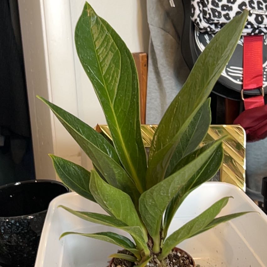 Photo of the plant species Anthurium Cobra by @VitalRhubarb39 named Kesha on Greg, the plant care app
