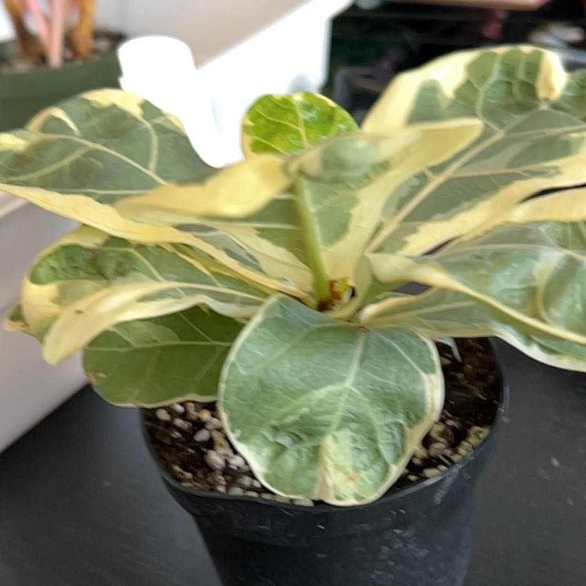Photo of the plant species Variegated Fiddle Leaf Fig by @VitalRhubarb39 named Hamilton on Greg, the plant care app
