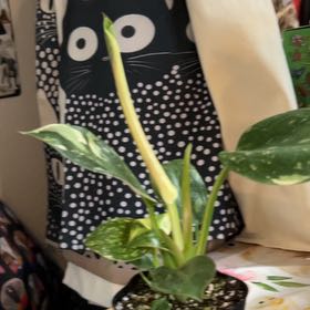 Photo of the plant species Philo Green Congo Nuclear by @VitalRhubarb39 named Dash on Greg, the plant care app