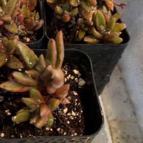 Photo of the plant species Graptosedum 'Bronze' by @VitalRhubarb39 named Purples on Greg, the plant care app