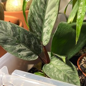 Photo of the plant species Apoballis acuminatissima 'Lavallaei' by @VitalRhubarb39 named Bigleef Smalls on Greg, the plant care app