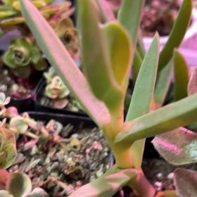 Photo of the plant species Purple Ice Plant by @VitalRhubarb39 named Biebee on Greg, the plant care app