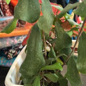 Photo of the plant species Ficus lingua by @VitalRhubarb39 named River on Greg, the plant care app