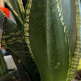 Photo of the plant species Sansevieria Silver Flame by @VitalRhubarb39 named Huckleberry Fern on Greg, the plant care app