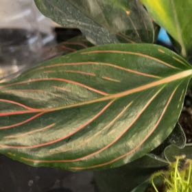Photo of the plant species Aglaonema 'China Red' by @VitalRhubarb39 named Red vein var. on Greg, the plant care app