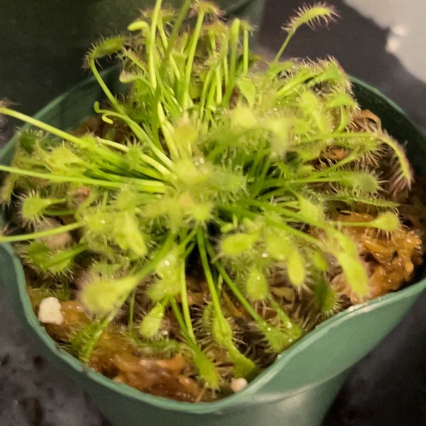 Photo of the plant species Round-Leaved Sundew by @VitalRhubarb39 named Sunny on Greg, the plant care app