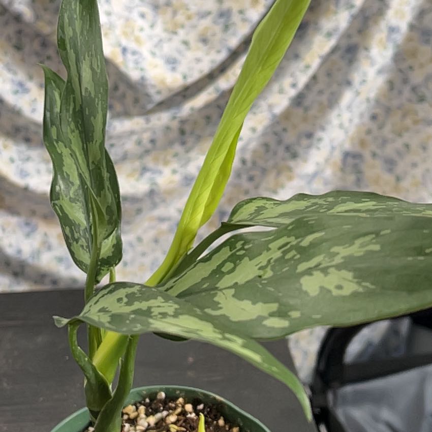 Photo of the plant species Aglaonema 'Maria' by @VitalRhubarb39 named Maria Maria on Greg, the plant care app