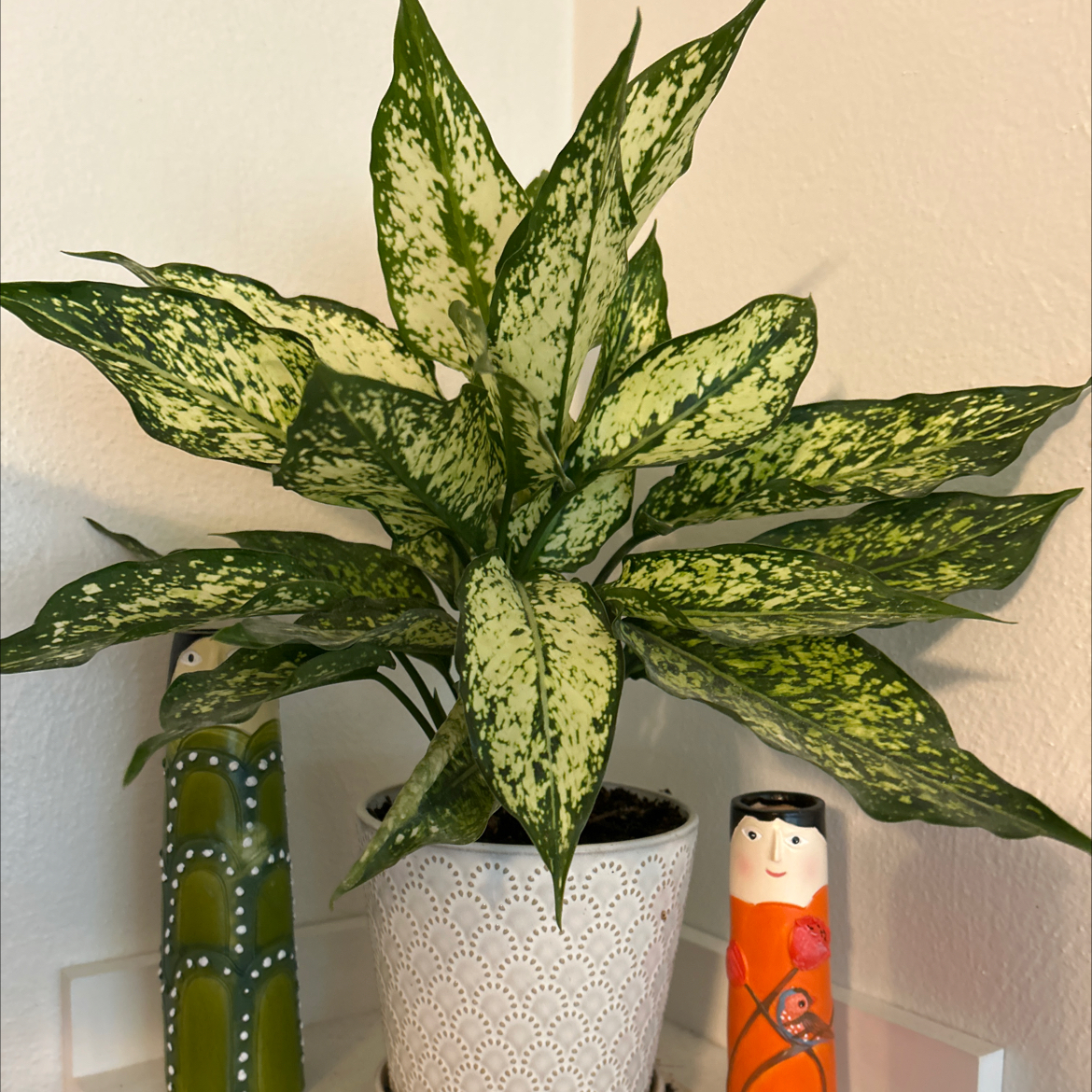 Photo of the plant species Aglaonema 'Osaka' by @VitalRhubarb39 named Chichi on Greg, the plant care app