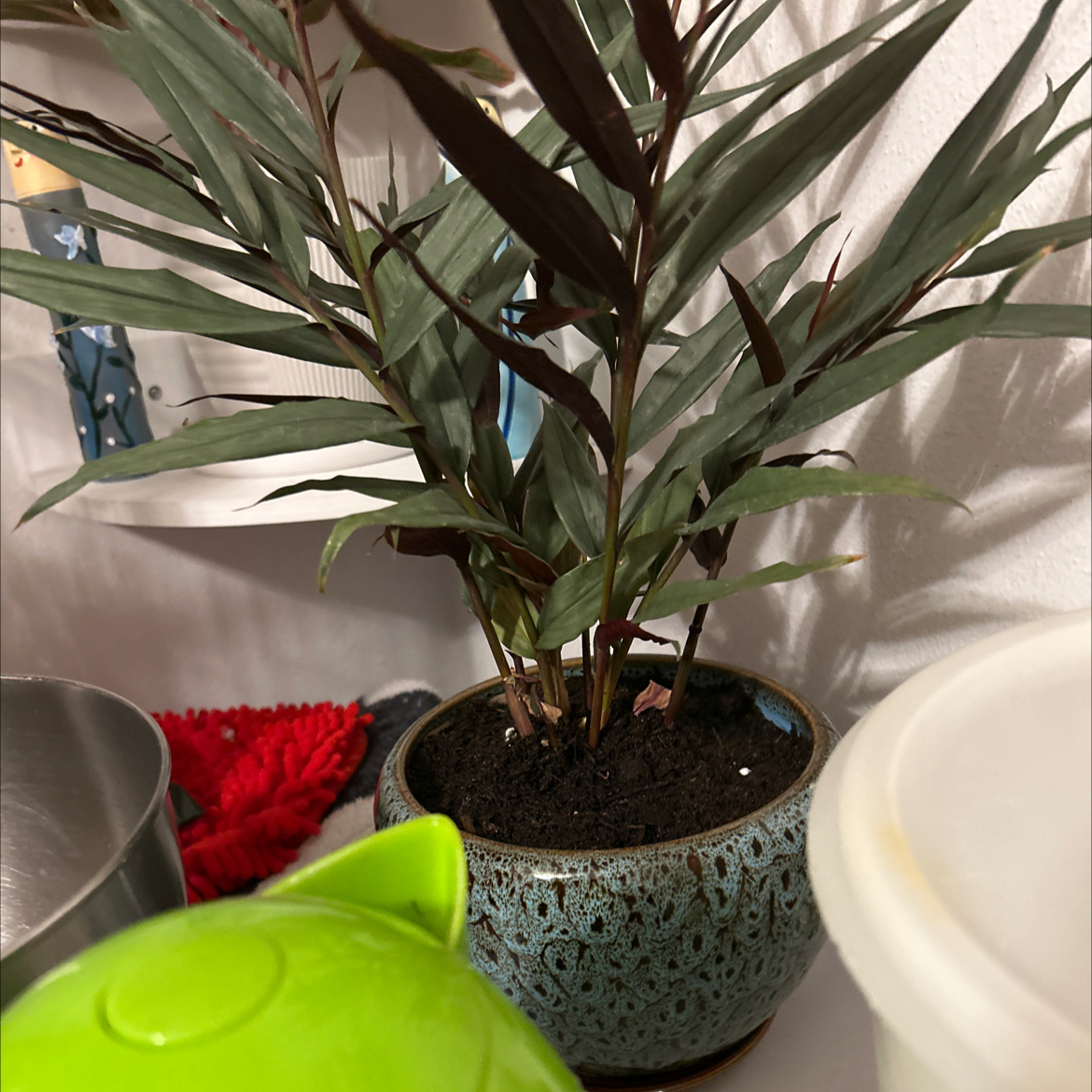Photo of the plant species Red Rubin by @VitalRhubarb39 named Ravin on Greg, the plant care app