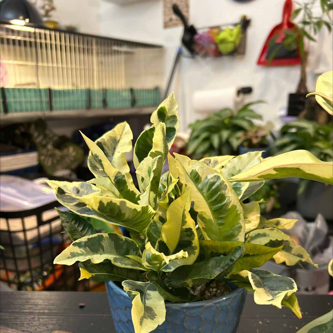 Photo of the plant species Croton Tamara by @VitalRhubarb39 named Katherine on Greg, the plant care app