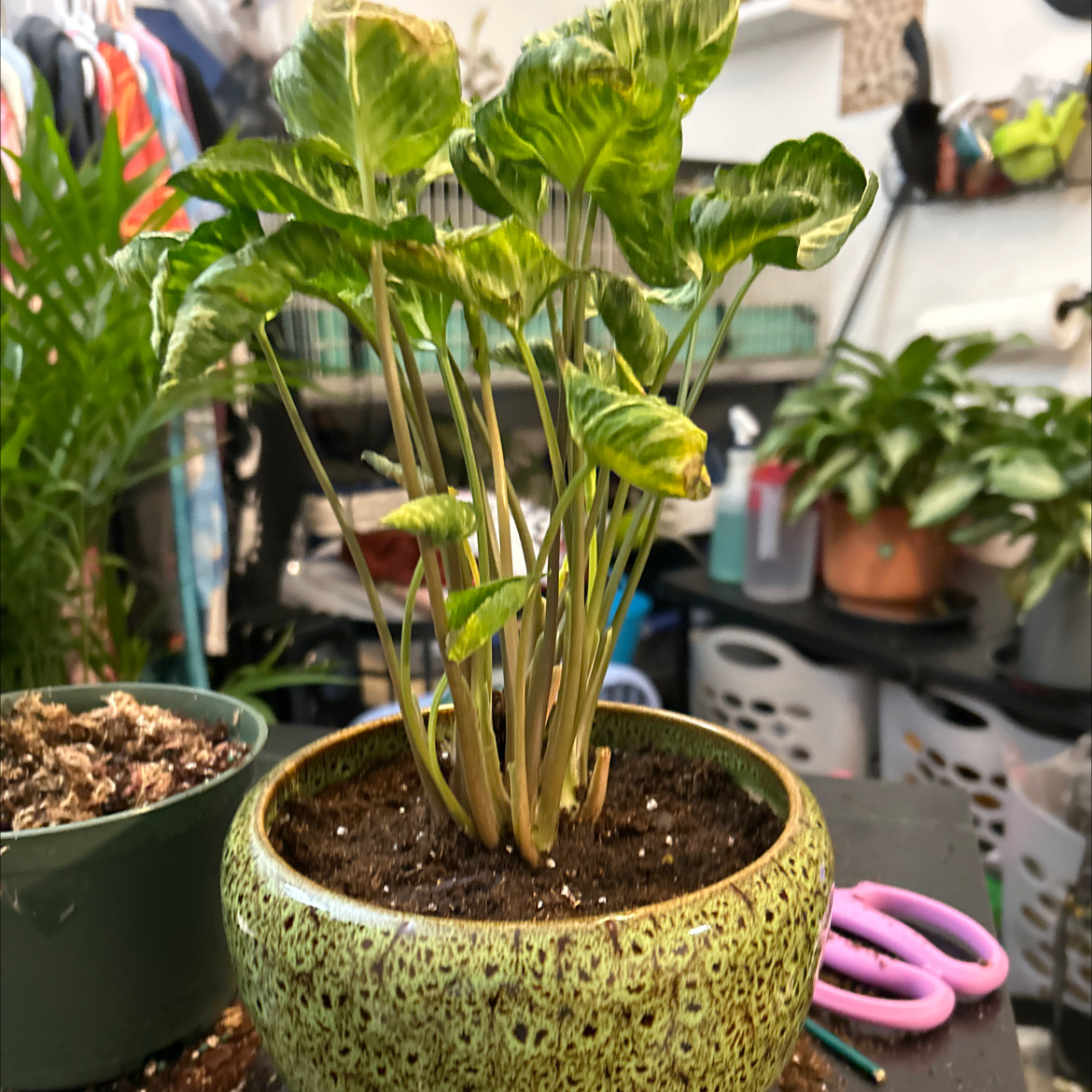 Photo of the plant species Syngonium Godzilla by @VitalRhubarb39 named Gogo on Greg, the plant care app