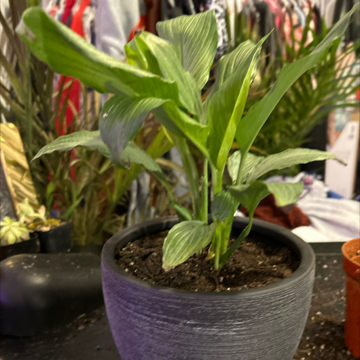 Photo of the plant species Platinum Mist Peace Lily by @VitalRhubarb39 named Surya on Greg, the plant care app