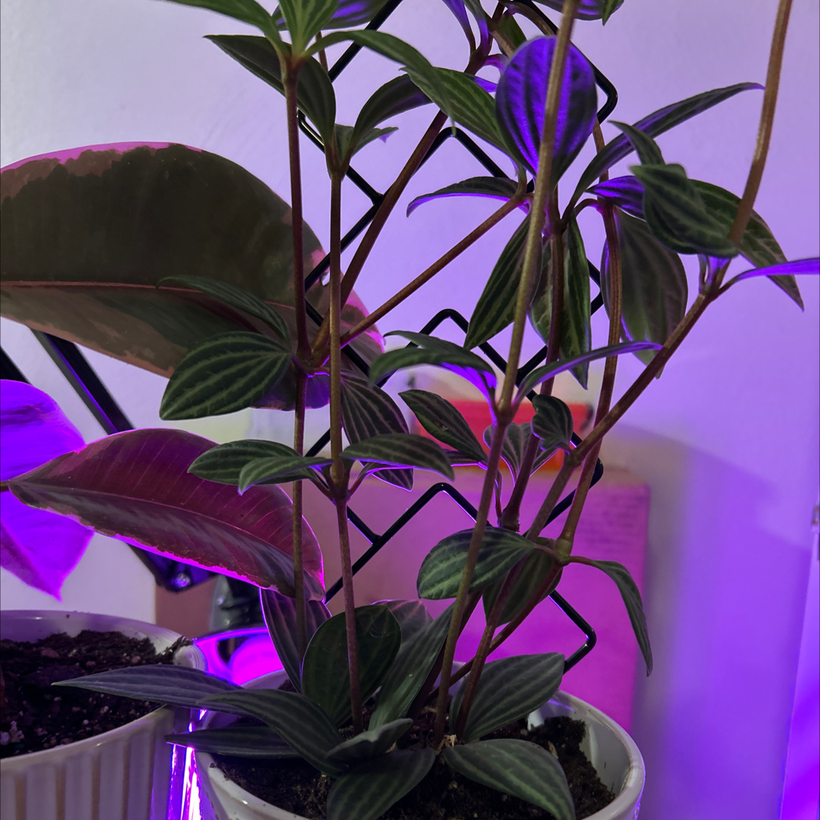Photo of the plant species Peperomia putlaensis by @VitalRhubarb39 named Kiki on Greg, the plant care app