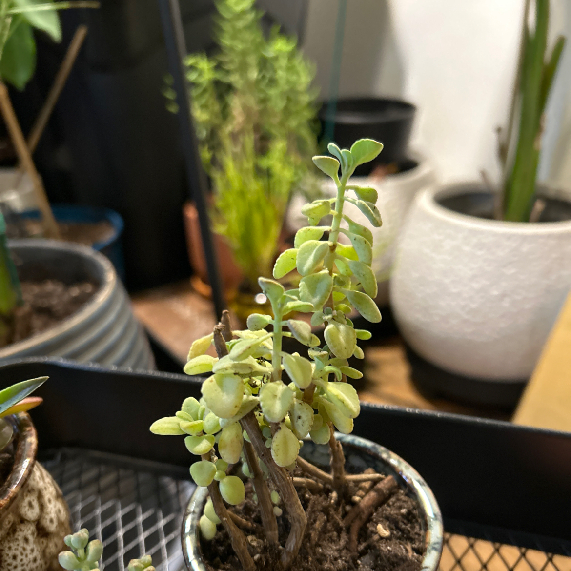 Photo of the plant species Kōwhai by @VitalRhubarb39 named Terra on Greg, the plant care app