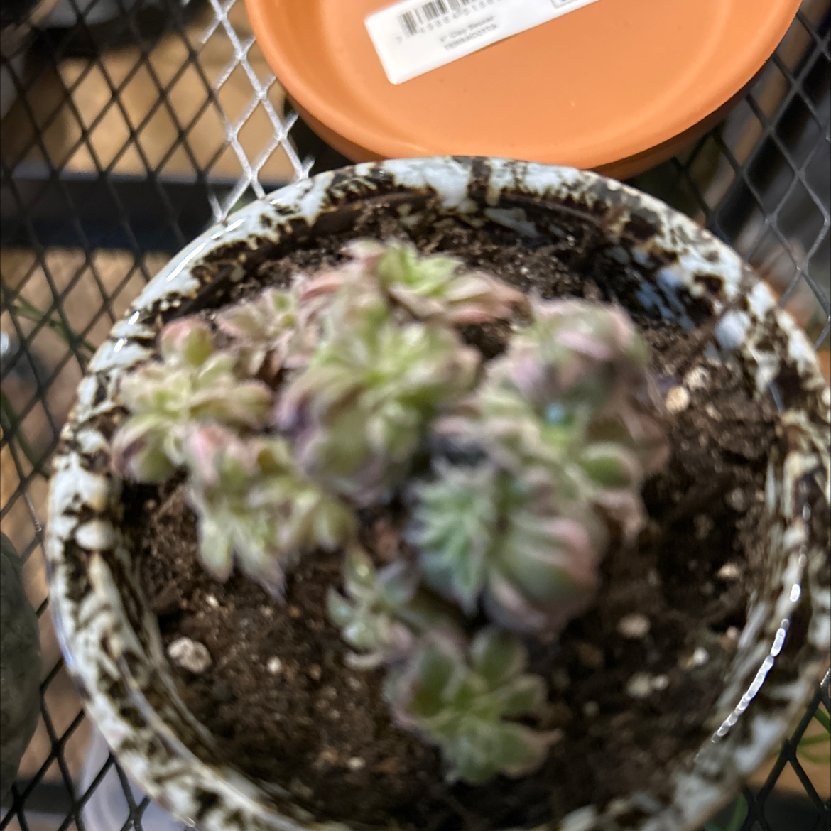 Photo of the plant species Assorted Aeonium by @VitalRhubarb39 named Denali on Greg, the plant care app