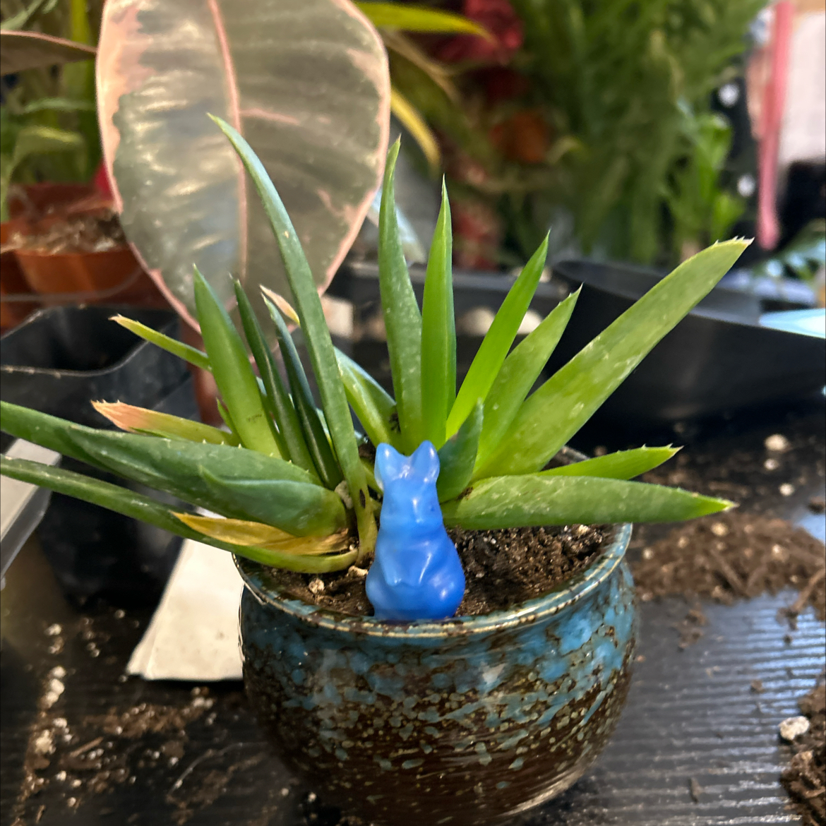 Photo of the plant species Aloe 'Walmsley's Blue' by @VitalRhubarb39 named Clement on Greg, the plant care app