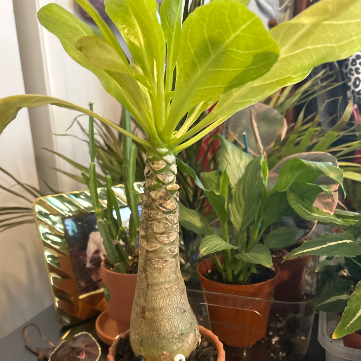 Photo of the plant species Hawaiian Palm by @VitalRhubarb39 named Steve on Greg, the plant care app