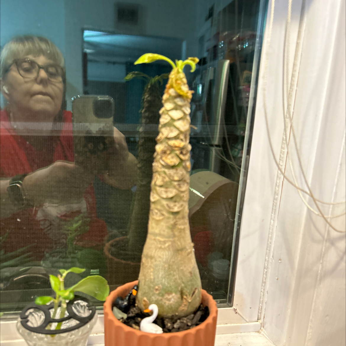 Photo of the plant species Alula by @VitalRhubarb39 named Steve on Greg, the plant care app