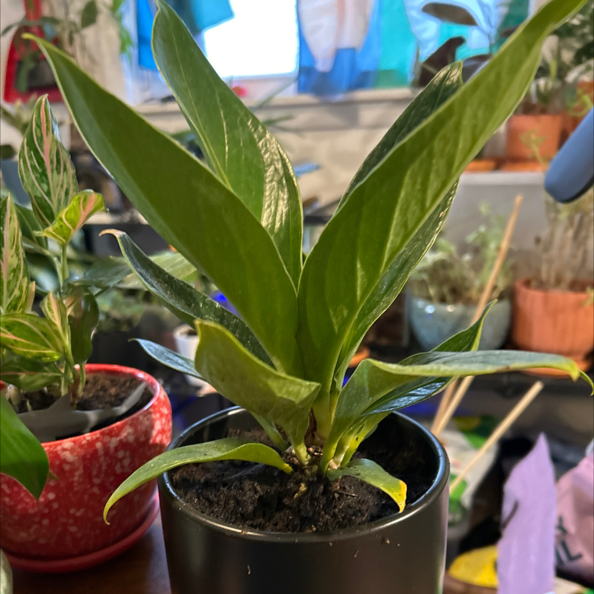 Photo of the plant species Anthurium Cobra by @VitalRhubarb39 named Pax on Greg, the plant care app