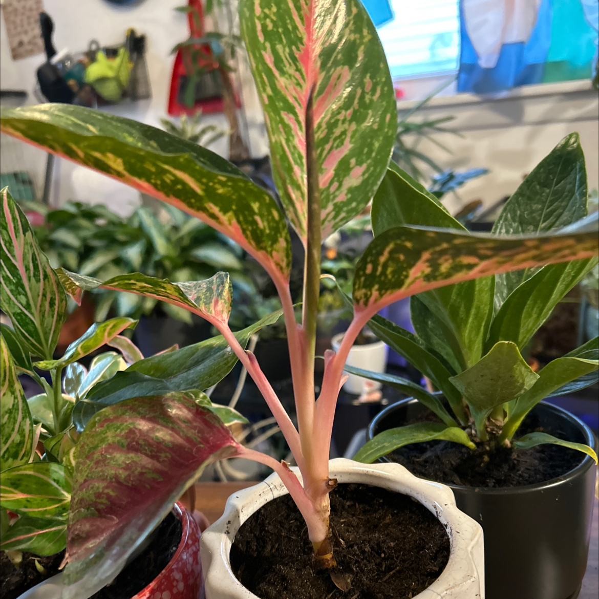 Photo of the plant species Aglaonema 'Red Valentine' by @VitalRhubarb39 named Razzy on Greg, the plant care app