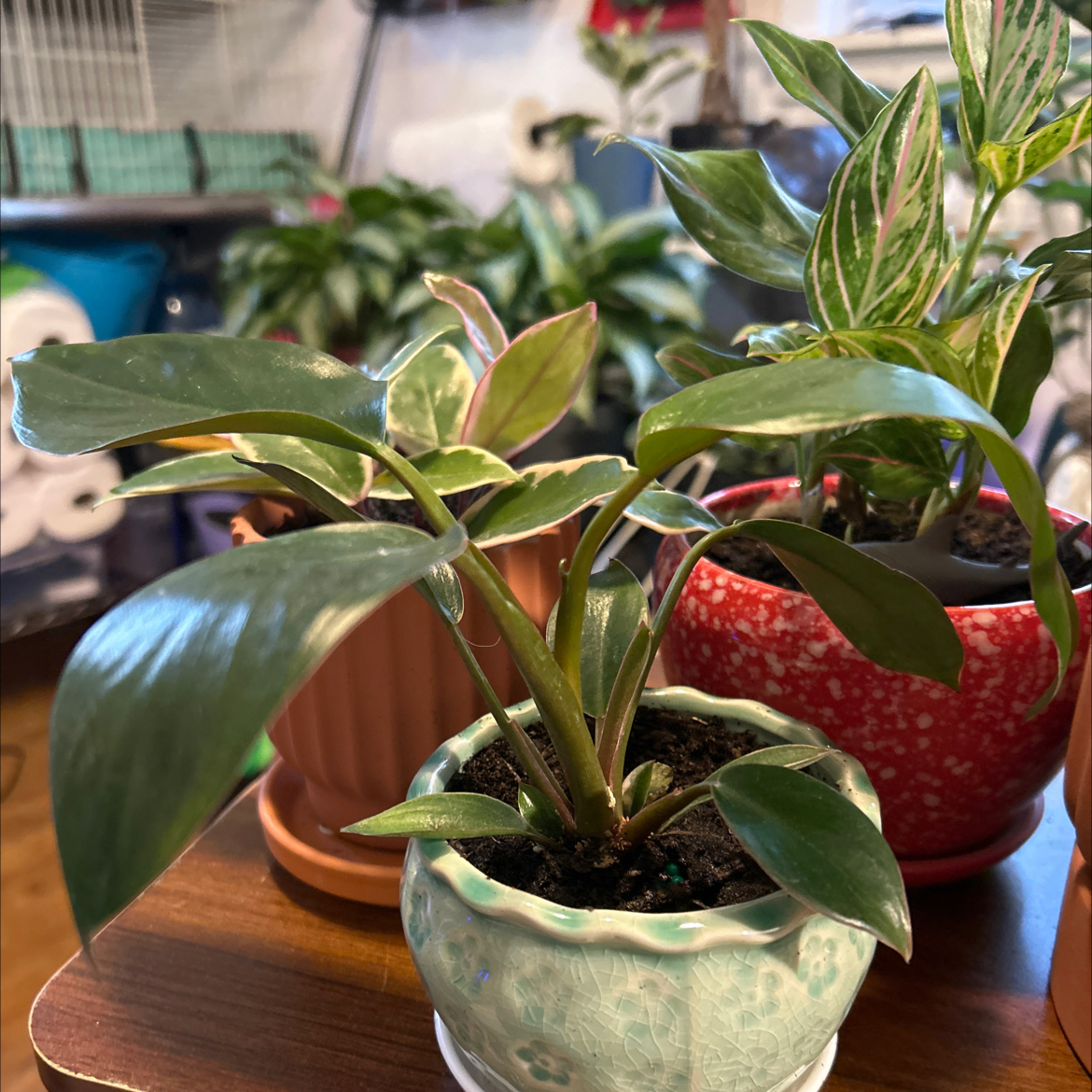 Photo of the plant species Red Congo Mint by @VitalRhubarb39 named Conga reverted on Greg, the plant care app