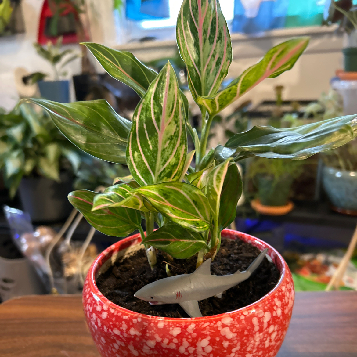 Photo of the plant species Aglaonema by @VitalRhubarb39 named Arturo’s on Greg, the plant care app