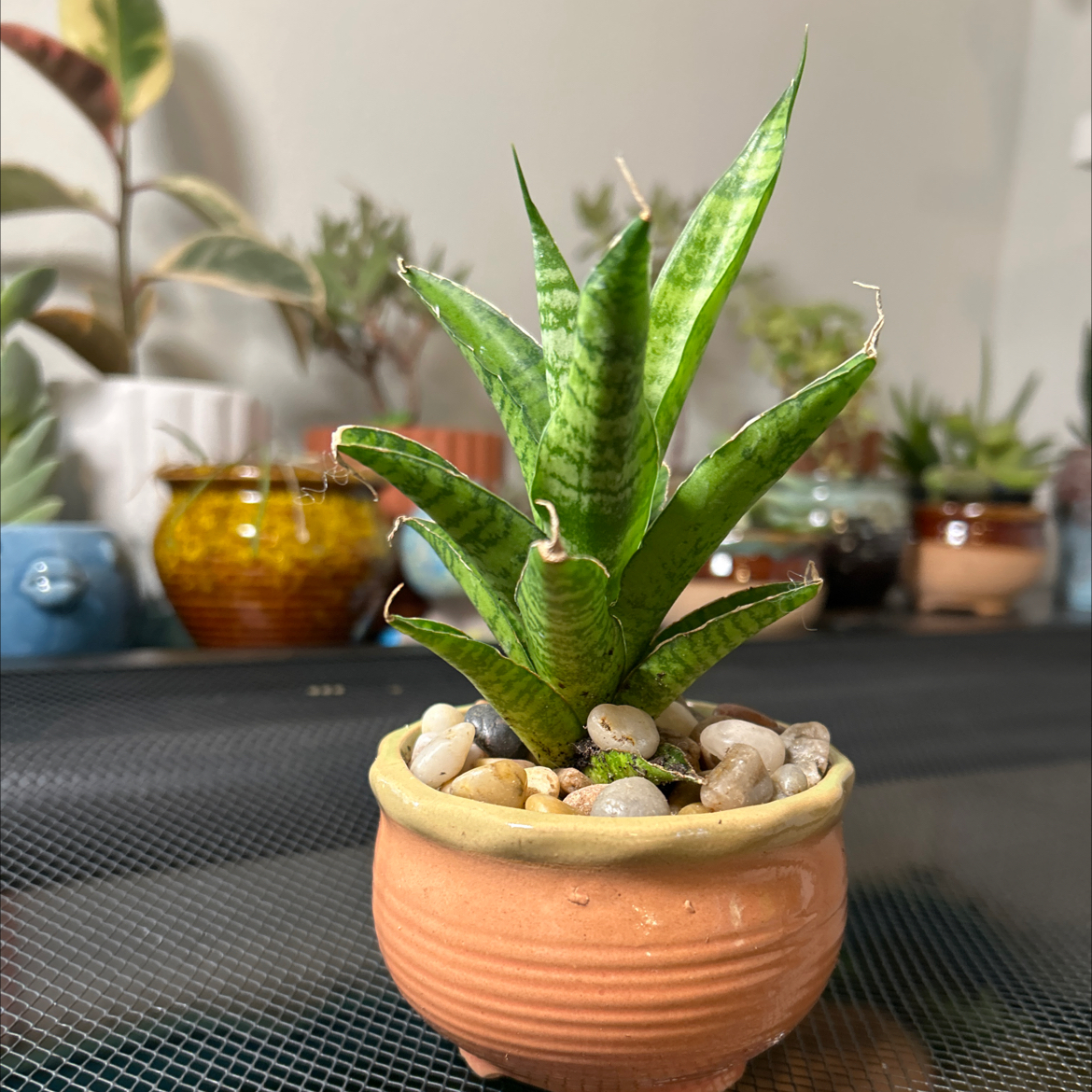 Photo of the plant species Starfish Snake Plant by @VitalRhubarb39 named Curie on Greg, the plant care app