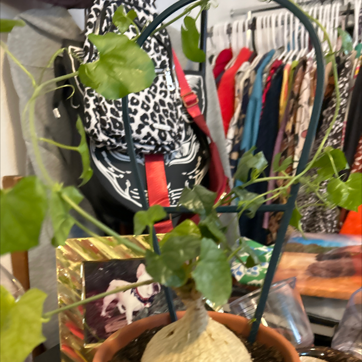 Photo of the plant species Bigfoot Yam by @VitalRhubarb39 named Pogo on Greg, the plant care app