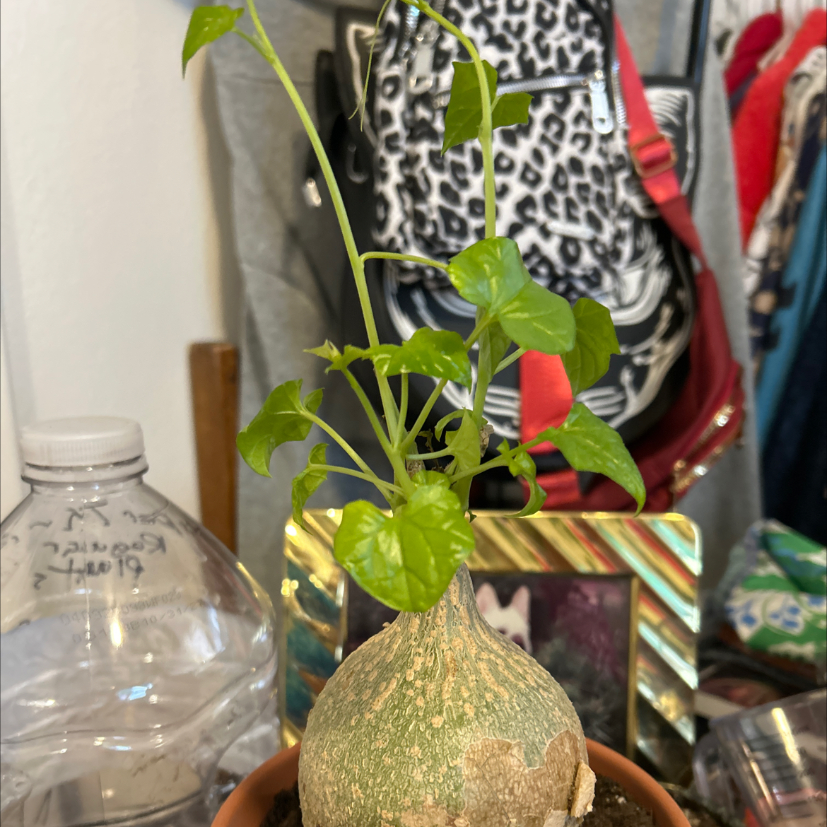 Photo of the plant species Bigfoot by @VitalRhubarb39 named Biggie on Greg, the plant care app