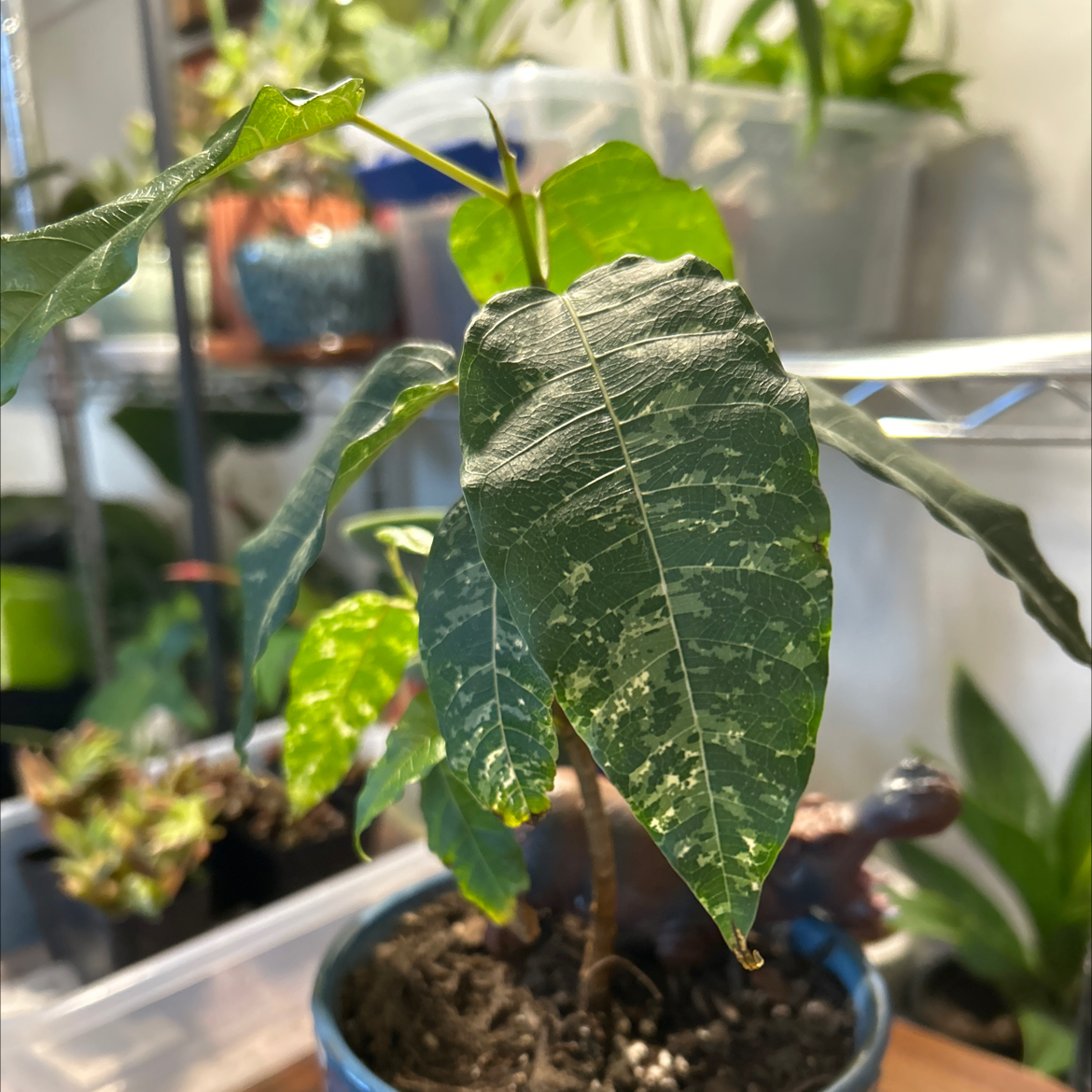 Photo of the plant species Bodhi Tree by @VitalRhubarb39 named Orlando on Greg, the plant care app