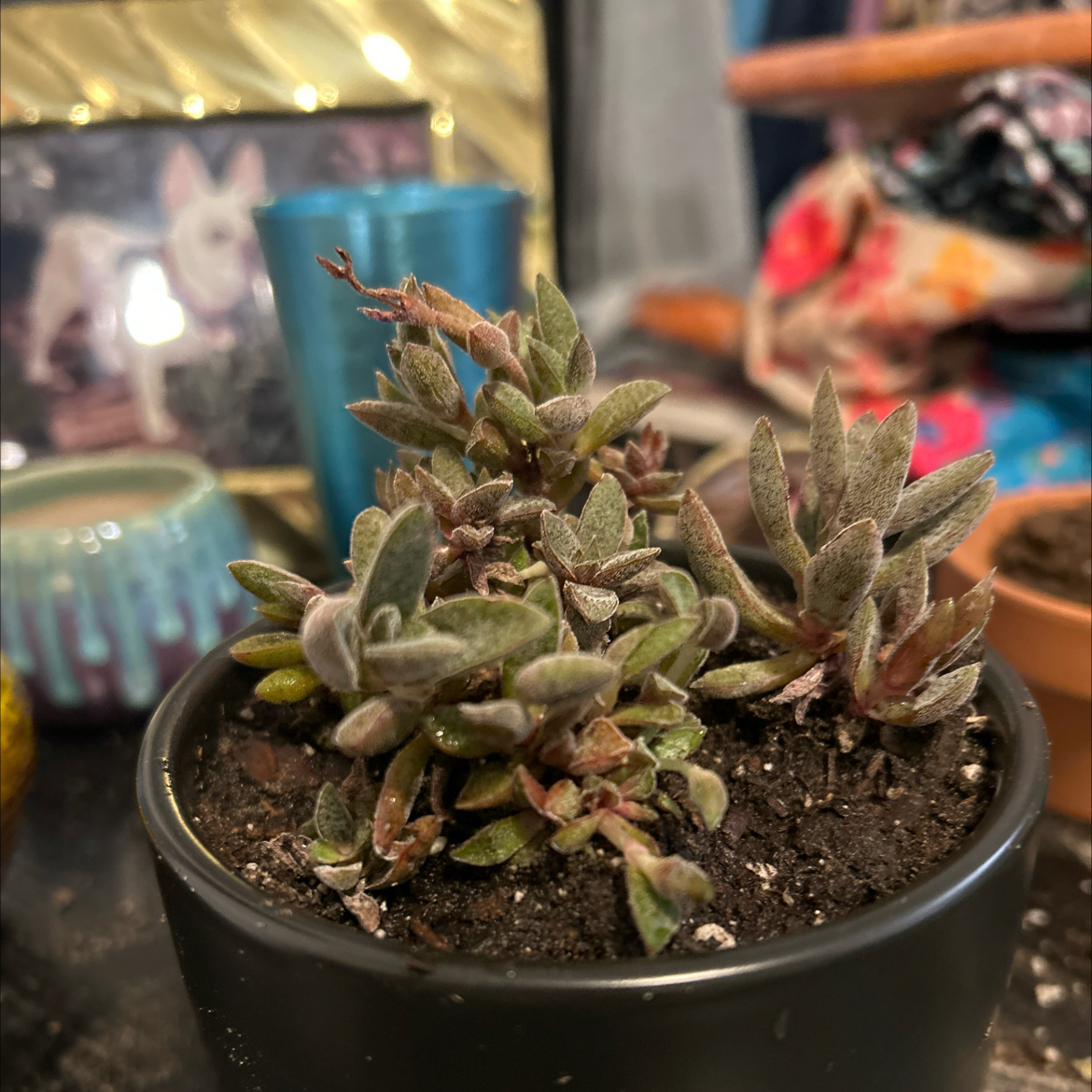 Photo of the plant species Graptosedum 'Bronze' by @VitalRhubarb39 named Purples on Greg, the plant care app