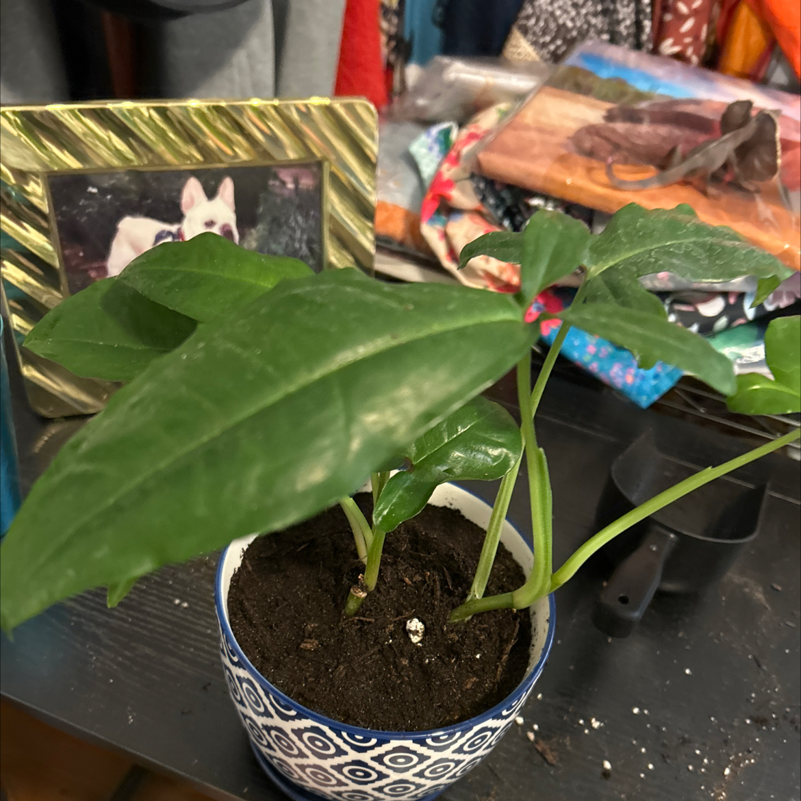 Photo of the plant species Green Arrow-Arum by @VitalRhubarb39 named Queen on Greg, the plant care app