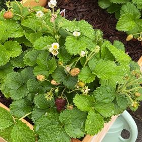Photo of the plant species Eversweet Strawberry by @RadKamahi26 named Naomi on Greg, the plant care app