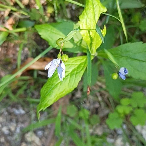 Photo of the plant species Virginia Bluebell by @SolidMexico67 named Curie on Greg, the plant care app