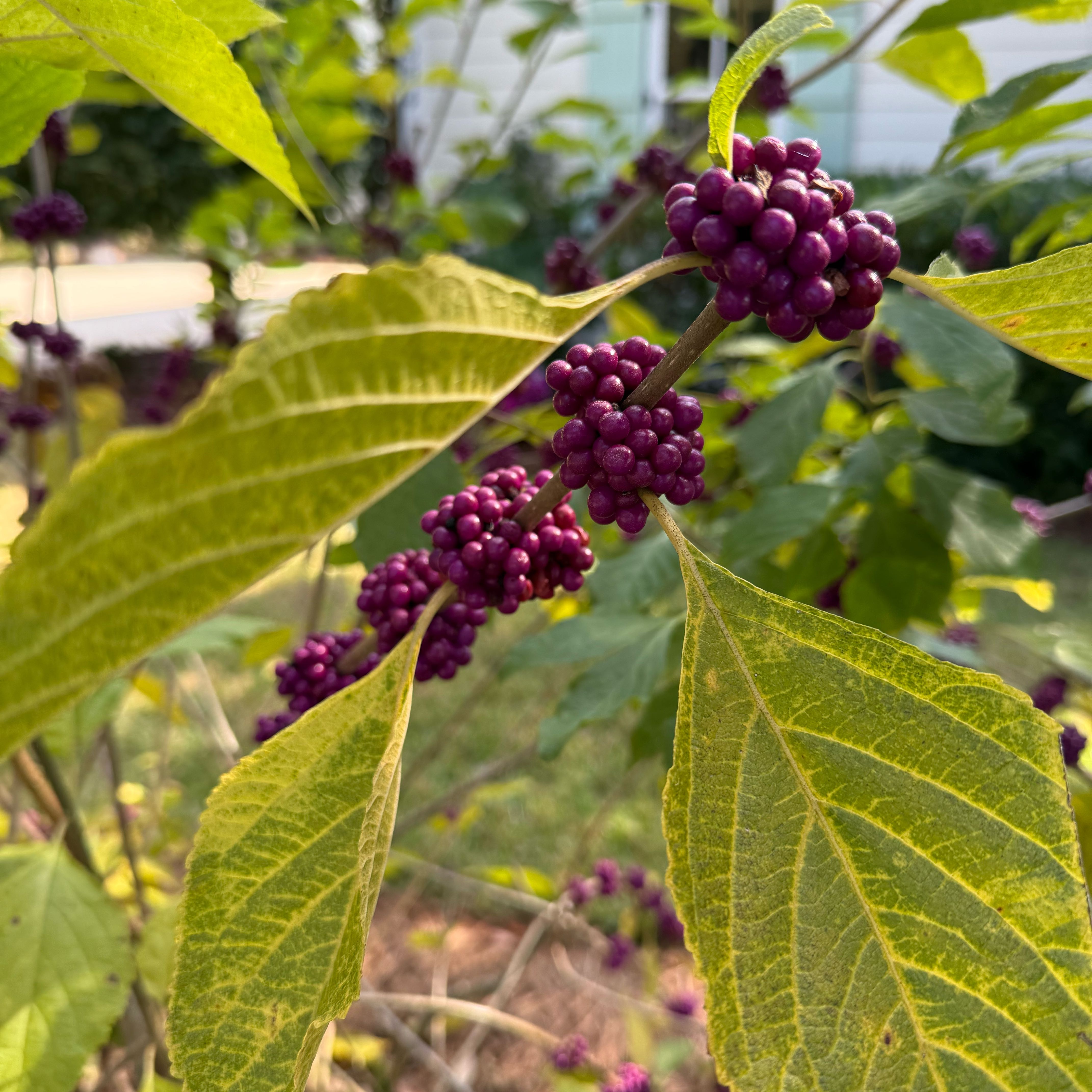 Photo of the plant species Beautyberry by @LegitTurmeric2 named Terra on Greg, the plant care app