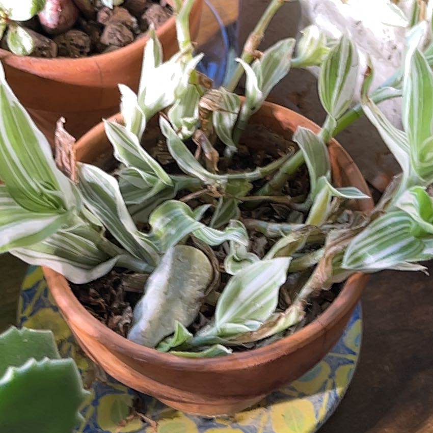 Photo of the plant species Inch Plant; Variegated Wandering Jew by @8elephantsdance named Marilyn on Greg, the plant care app