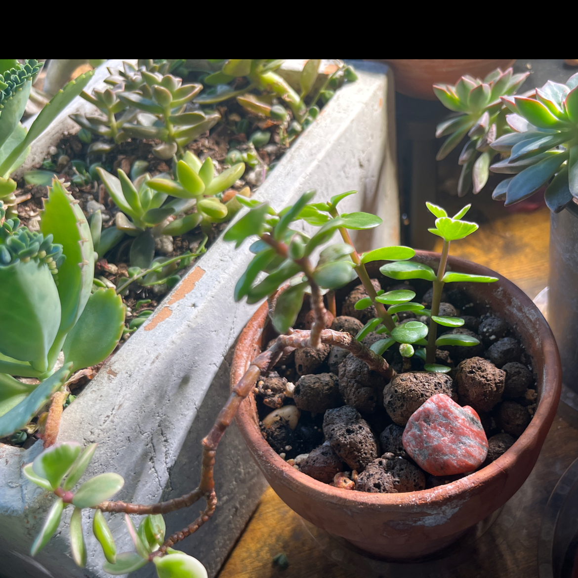 Photo of the plant species Rainbow Bush by @8elephantsdance named Gregarious on Greg, the plant care app