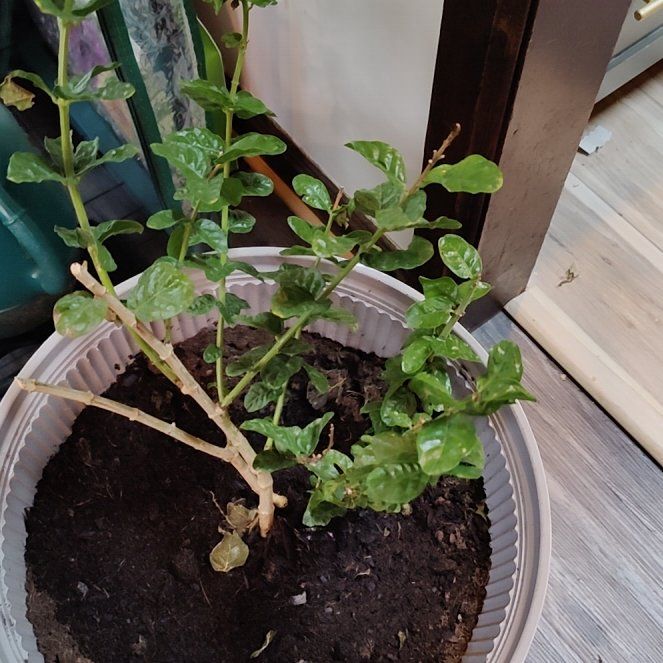 Photo of the plant species Jasmine 'Grand Duke' by @FlashyKaro17 named Duke on Greg, the plant care app