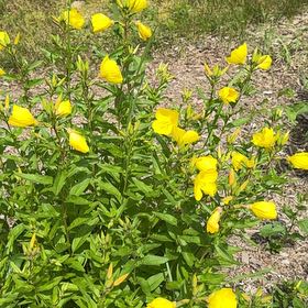 Photo of the plant species Redsepal Evening Primrose by @KeyOlneya22 named Queen on Greg, the plant care app