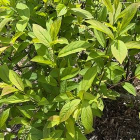 Photo of the plant species Virginia Sweetspire by @KeyOlneya22 named Nithin on Greg, the plant care app