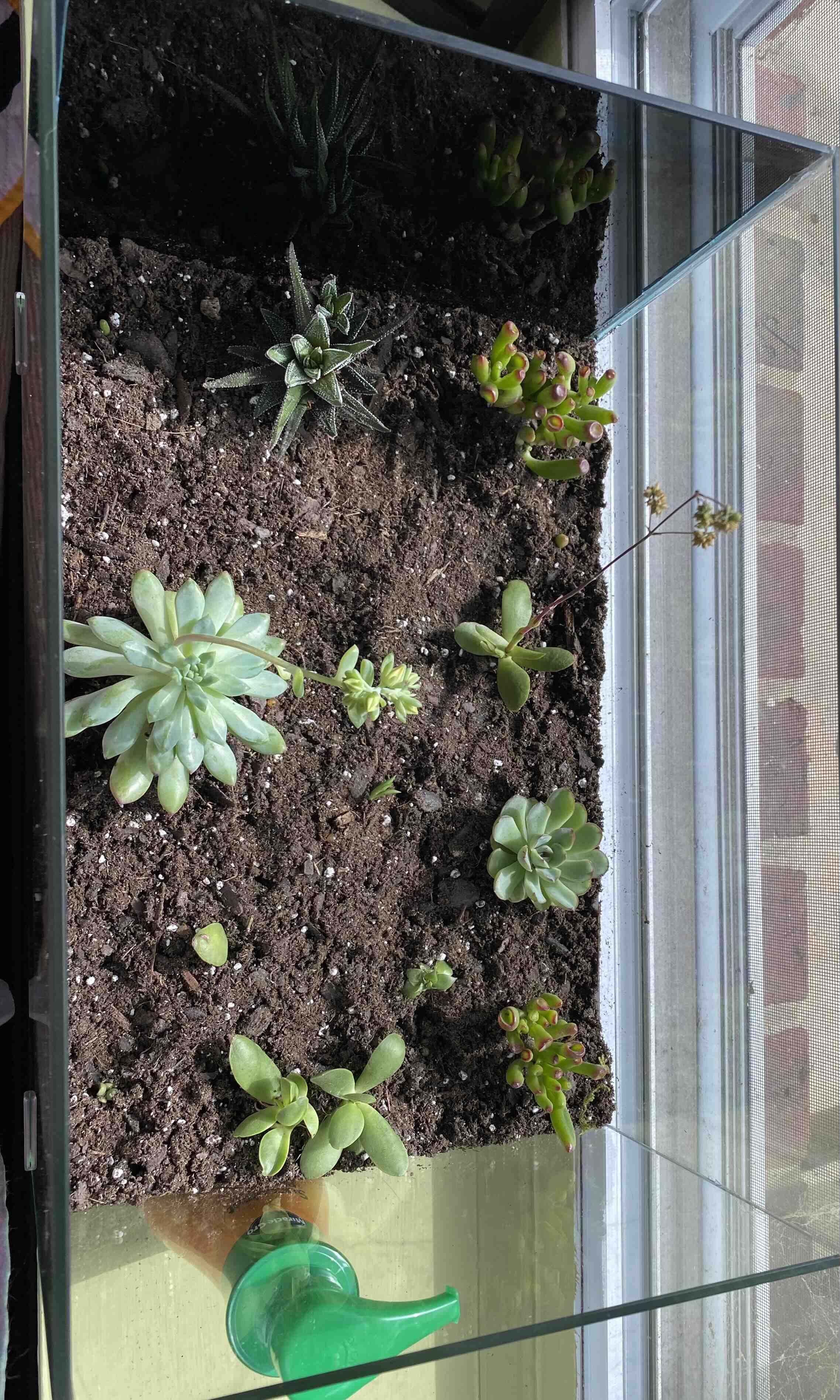 Sedeveria 'Blue Elf' and other succulents in a glass container with visible soil.