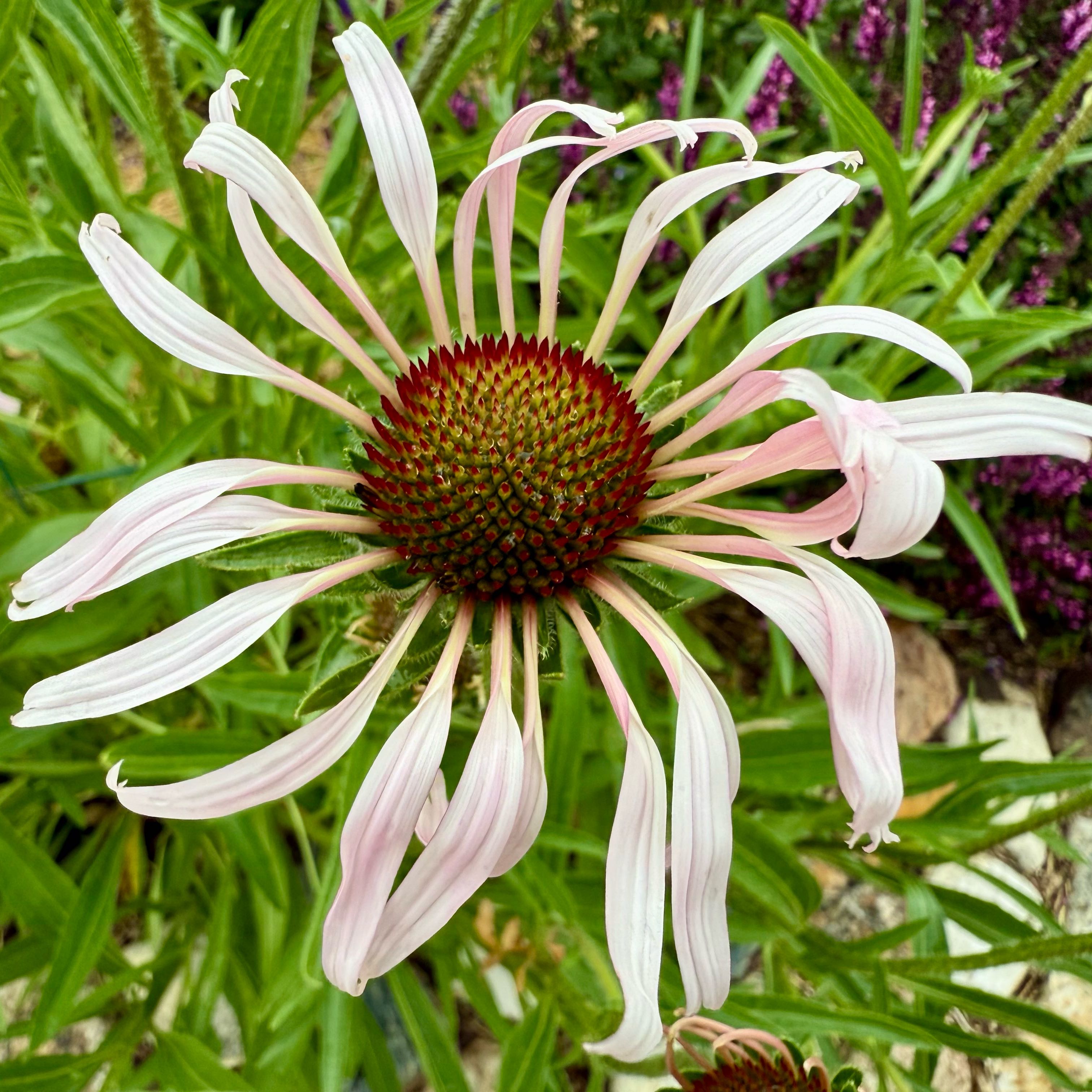 Photo of the plant species Pale Purple Coneflower by @FamedBarley named Lebron on Greg, the plant care app