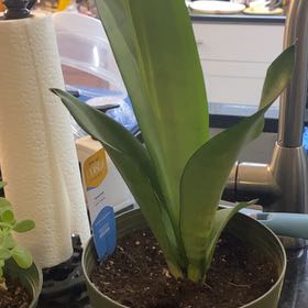 Photo of the plant species White Sansevieria by @CertainChives31 named ChloroPhil on Greg, the plant care app