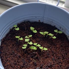 Photo of the plant species Lemon Basil by @RealKippernut48 named Darwin on Greg, the plant care app